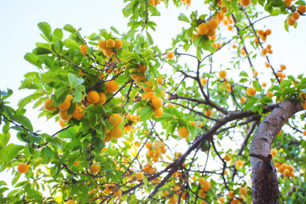 Ripe yellow plums on the tree