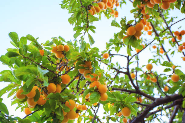 Ripe yellow plums on the tree