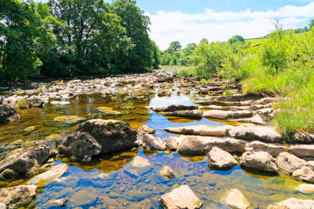 olhando para a água límpida do rio ribble - ribble - fotografias e filmes do acervo