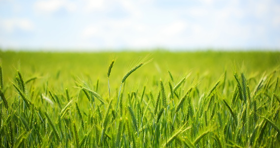 A close up of green wheat growing.