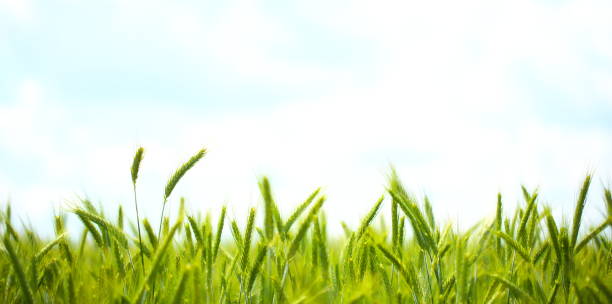 緑の小麦畑 - field landscape green wheat ストッ�クフォトと画像