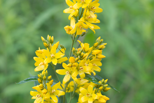 Lysimachia vulgaris, amarillo sueltos, jardín sueltos yel photo