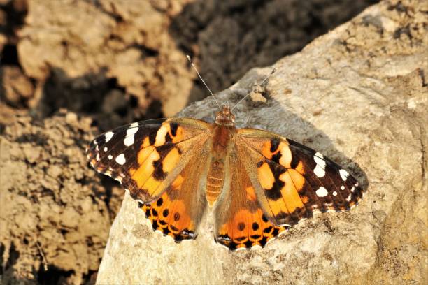 istock American Lady Butterfly on Rock Close-up 1162130753