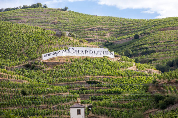 View of the M. Chapoutier Crozes-Hermitage vineyards in Tain l'Hermitage, Rhone valley, France Tain l'Hermitage, France - June 28, 2017: View of the M. Chapoutier Crozes-Hermitage vineyards in Tain l'Hermitage, Rhone valley, France valence drôme stock pictures, royalty-free photos & images