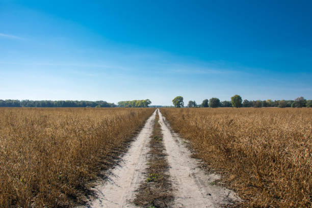 Ground road goes through soybean field in autumn