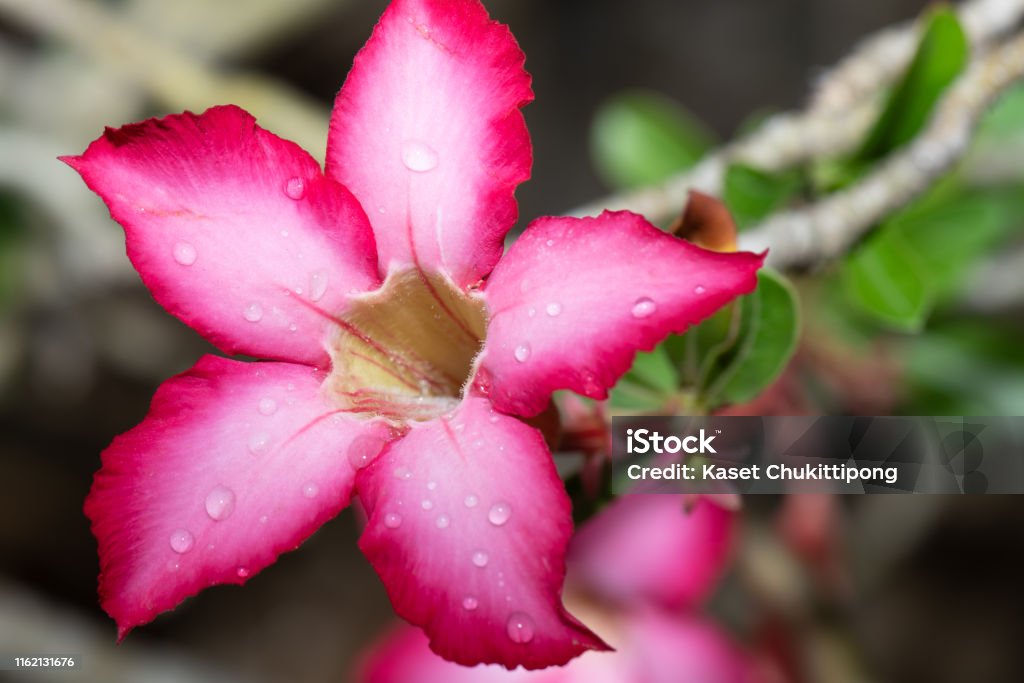 Desert rose Desert rose with a garden background Adenium Obesum Stock Photo