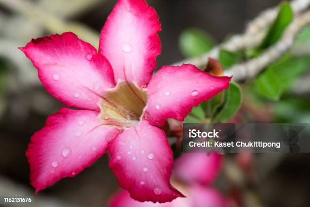 Desert Rose Stock Photo - Download Image Now - Adenium Obesum, Sand Rose, Close-up