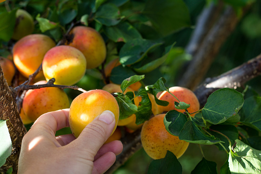 Woman hand picking ripe apricot from tree on organic  plantation. Untreated fruit, close up. Healthy living. Copy space