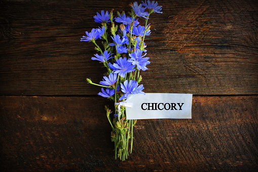 Blue Chicory Flowers, chicory wild flowers on wooden background with text. Flower of wild chicory endive . Cichorium intybus .