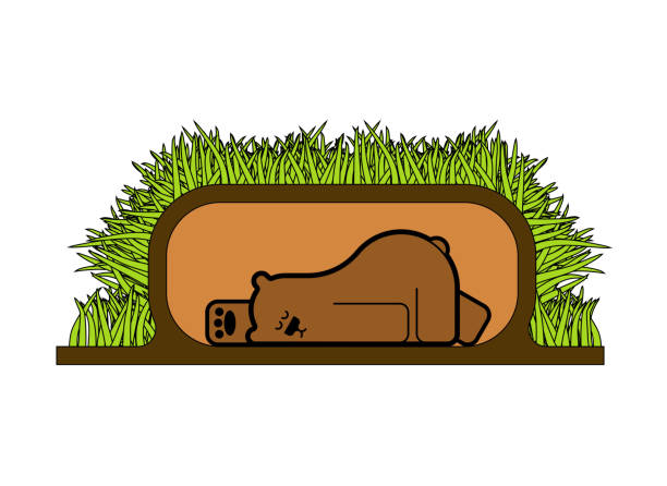 медведь спит в берлоге. зверь спит. векторная иллюстрация - winter cave bear hibernation stock illustrations