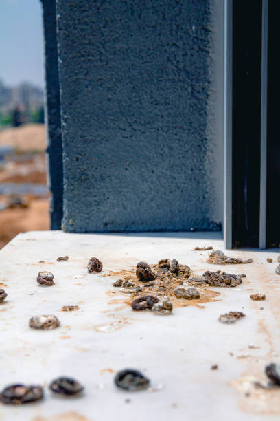 istock Pigeon droppings on the windowsill 1162137834
