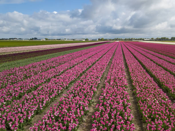 istock Aerial drone image of tulip fields in Netherlands 1162138025