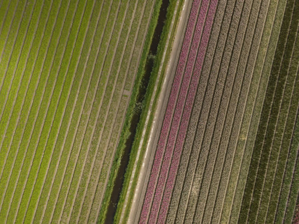 istock Aerial drone image of tulip fields in Netherlands 1162138099