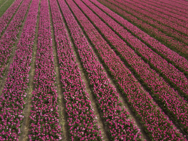 istock Aerial drone image of tulip fields in Netherlands 1162138185