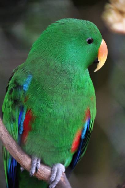 istock Green Eclectus Parrot Australia 1162139483