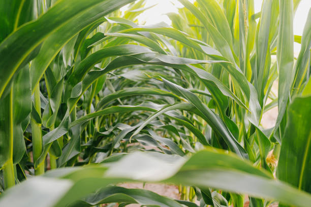 istock agriculture green corn in row at corn crop 1162139796