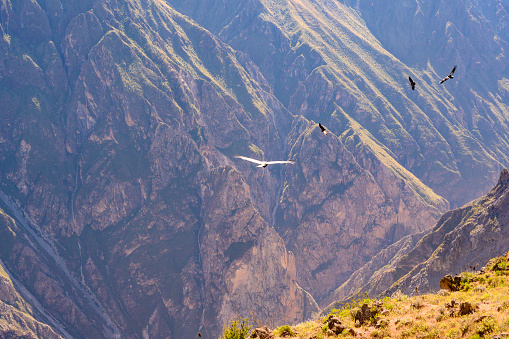 Andean Condors seen at Colca Canyon in Arequipa, Peru.