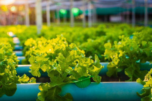 Hydroponic vegetable in plantation nursery of agriculture food industrial. Hydroponic vegetable in plantation nursery of agriculture food industrial. aquaponics photos stock pictures, royalty-free photos & images