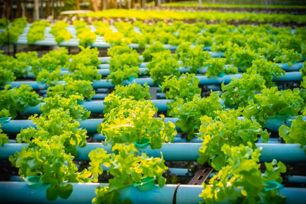Hydroponic vegetable in plantation nursery of agriculture food i Hydroponic vegetable in plantation nursery of agriculture food industrial. aquaponics photos stock pictures, royalty-free photos & images