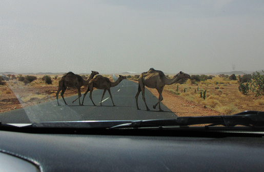 Camels from inside a car in the Nubian desert, crossing the road between Karima and Atbara, in northen Sudan. The Nubian Desert is in the eastern region of the Sahara Desert, between the Nile and the Red Sea. The native inhabitants of the area are the Nubians, descendants of the ancient Nubian civilizations also called the Black Pharaohs.