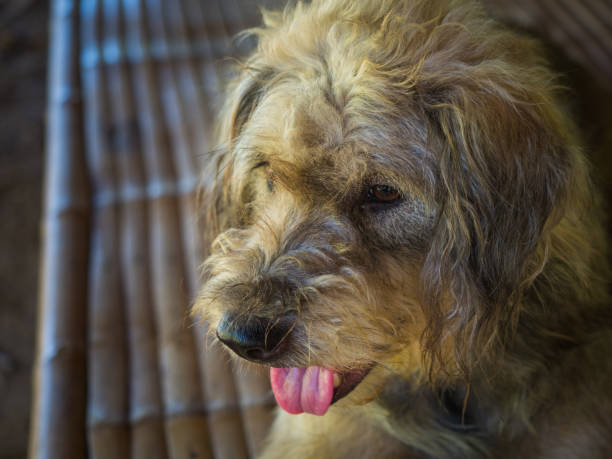 istock a dog take a relax on the table 1162143957