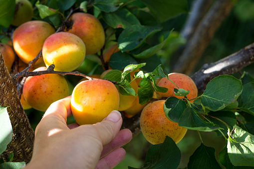 Woman hand picking ripe apricot from tree on organic  plantation. Untreated fruit, close up. Healthy living.