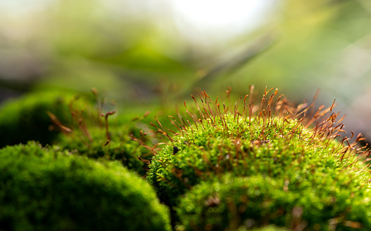 Closeup of fresh green moss with spores in sunlight, selective focus. Beautiful natural background moss, bokeh.