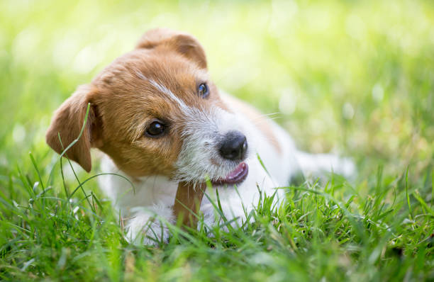 istock Dog happy healthy pet puppy chewing a bone 1162145842