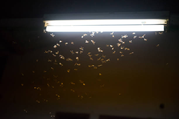istock moth flying in the fire ,the neon light in night time, it's raining time. 1162145995