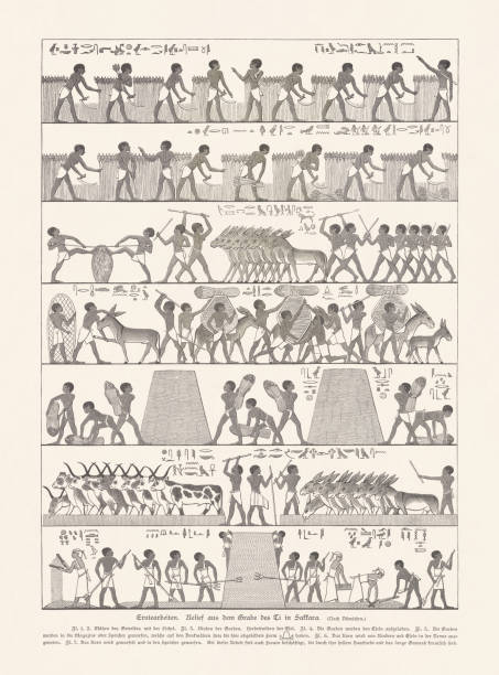Harvesting, ancient relief, Saqqara, Egypt, wood engraving, published in 1879 Harvesting. Ancient Menfi, Saqqara Necropolis Mastaba of Ti, Old Kingdom, Dynasty V, ca. 2400 BC. Wood engraving after an ancient relief, published in 1879. drawing of slaves working stock illustrations