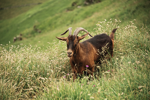 Female goat in a high grass field