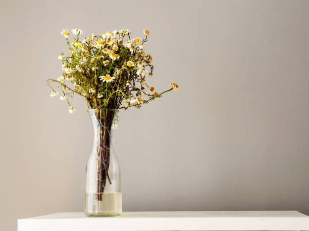 istock dried daisies in the glass vase 1162146987