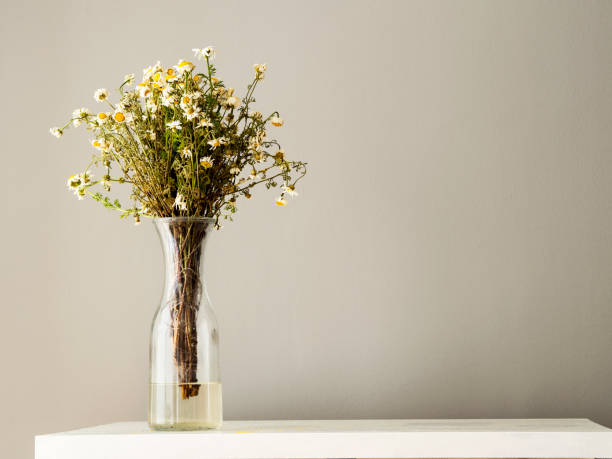 istock dried daisies in the glass vase 1162147111