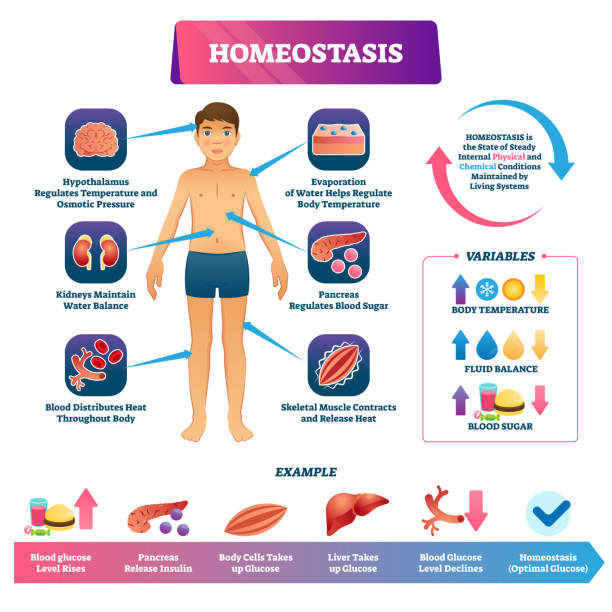 330+ Images Of Homeostasis Stock Illustrations, Royalty-Free Vector ...