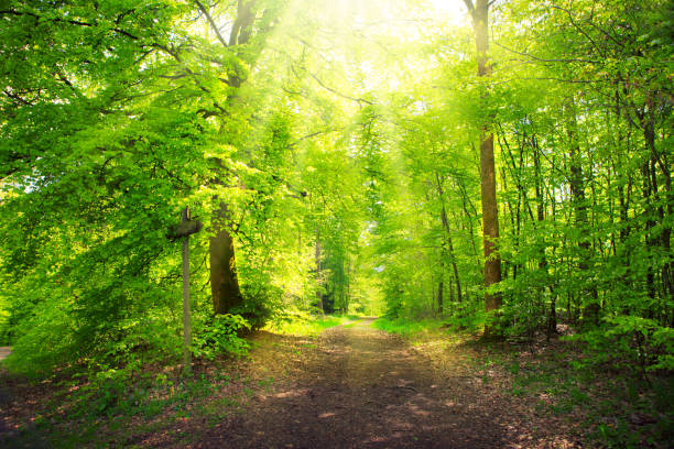 istock Sunlight in the green spring forest in germany. 1162147163