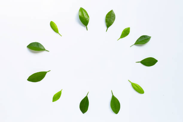 istock Frame made of green citrus fruit leaves on white 1162148107