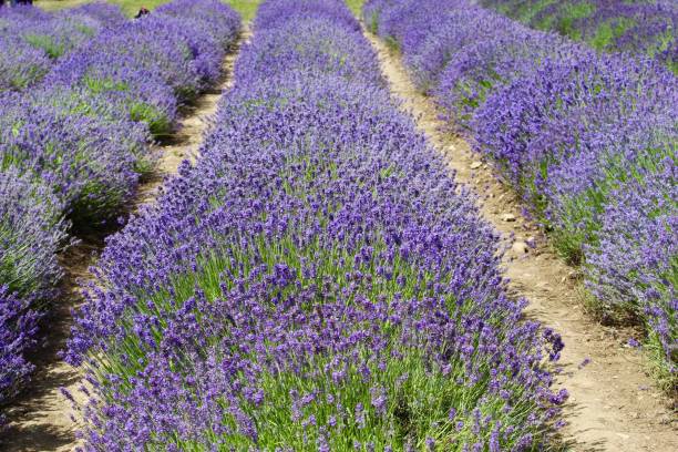 istock Field of fragrance 1162148495