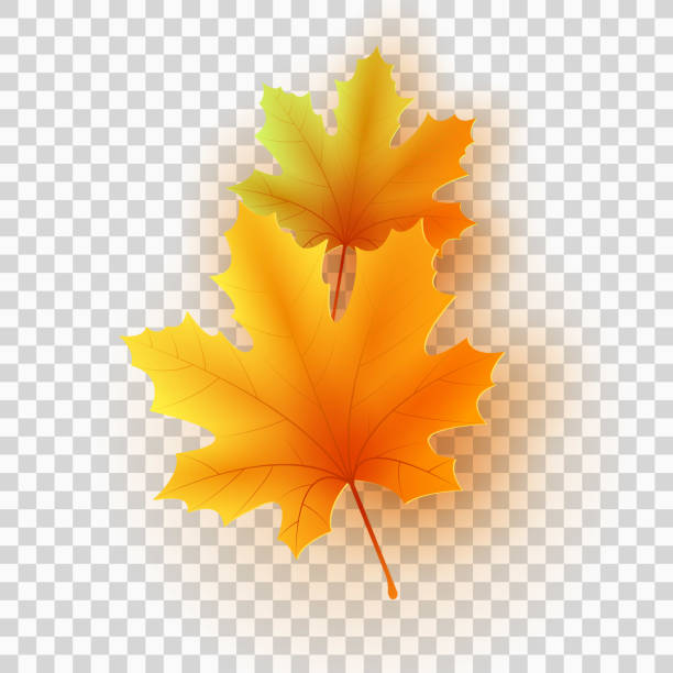 liść klonu wyizolowany na przezroczystym tle. grupa jesiennych liści. ilustracja wektorowa. eps 10 - thanksgiving maple leaf abstract autumn stock illustrations