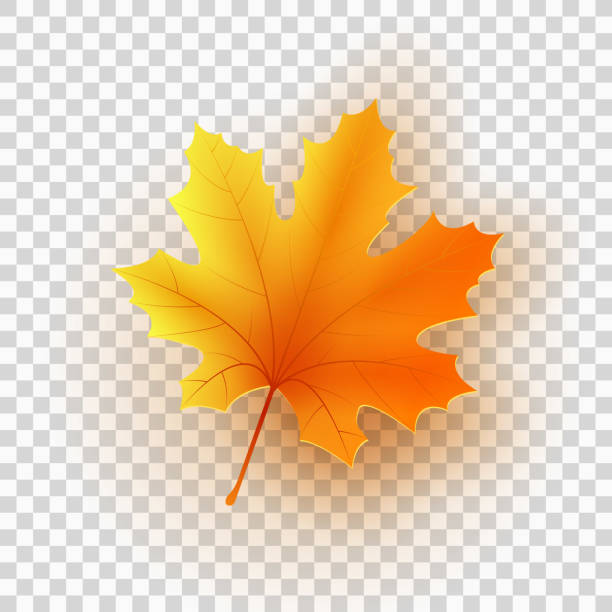 liść klonu wyizolowany na przezroczystym tle. ilustracja wektorowa. eps 10 - thanksgiving maple leaf abstract autumn stock illustrations