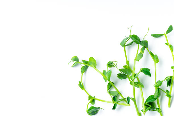 istock Layout with pea shoots isolated on white background with copy space 1162150332
