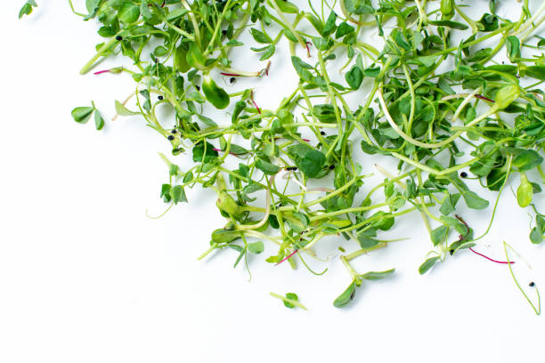 istock Layout with pea shoots isolated on white background with copy space 1162150341
