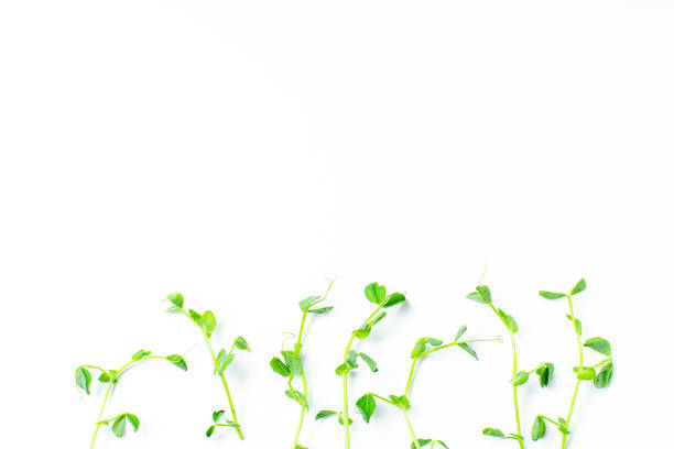 istock Layout with pea shoots isolated on white background with copy space 1162150370