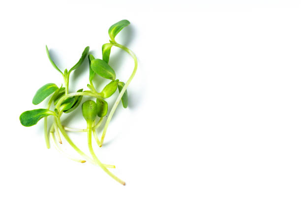 istock Layout with pea shoots isolated on white background with copy space 1162150371