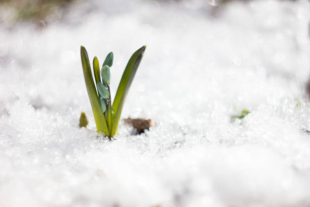 istock Small blue snowdrop with a place under the inscription. 1162151210