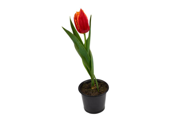 istock Tulip in a pot isolated on white background. 1162152298