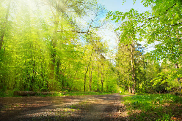 istock Sunlight in the green spring forest in germany. 1162152383
