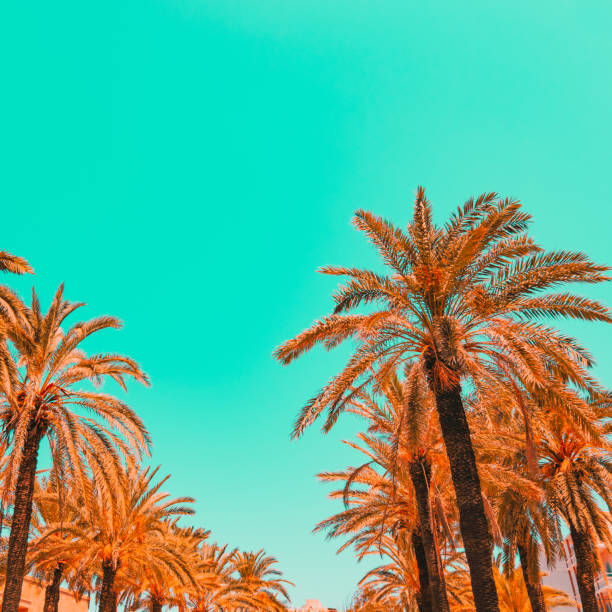 Orange palm trees and green sky. Minimal