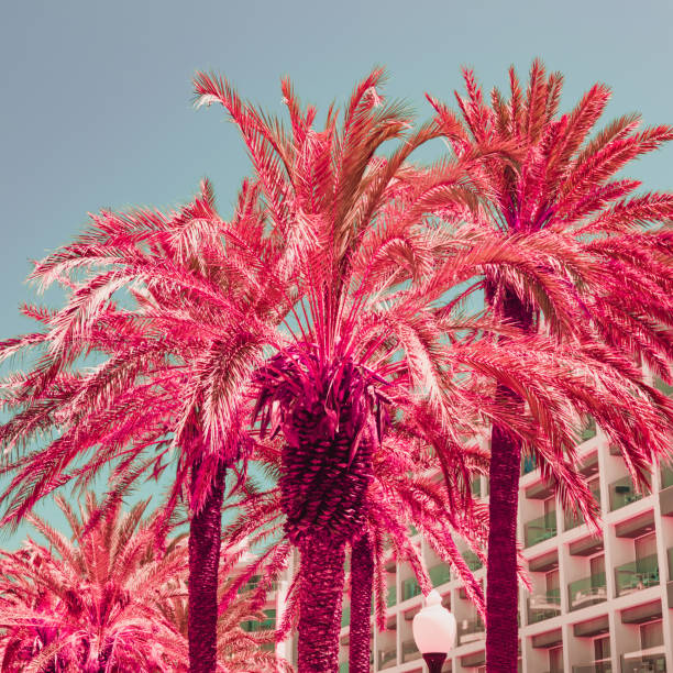 une partie de l'hôtel de plage et des palmiers dans le style infrarouge. concept de voyage tropical. couleurs douces de lumière - miami florida color image photography creativity photos et images de collection