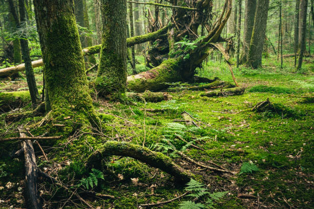 istock Dark green rainforest with broken trees and mossy roots. 1162153101