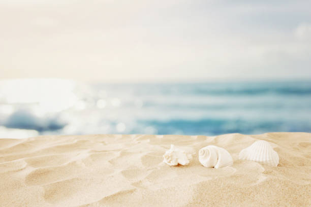 istock Empty sand beach and shells in front of summer sea background with copy space 1162153277